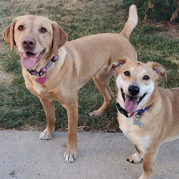 Meet your Posher, Cassandra - Picture 3 of 4